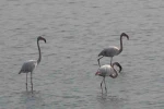 Hersek Lagünü’nde flamingo popülasyonu artıyor
