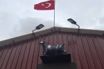 Heykeli gerçek sanıp kaçtı: Tosunun şaşkınlığı sosyal medyada gündem oldu