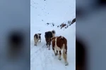 Hizan’da yayladaki hayvanlar kara hazırlıksız yakalandı