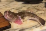 İçi temizlenen balık dakikalarca çırpınmaya devam etti
