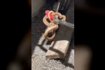 Iğdır’da eve giren yılan paniğe neden oldu