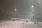 Iğdır’da kurtlar yerleşim yerlerine indi