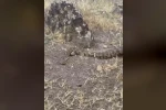 Iğdır’da yerleşim alanına giren koca engerek doğaya salındı