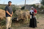 İhlas Haber Ajansı’nın haberi Ayni teyzenin yüzünü güldürdü: İnekler kendisine ulaştı