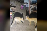 İki tilki akşamları bu evin misafiri