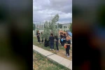 İlkokul öğrencileri okul bahçesindeki zeytin ağaçlarında hasat yaptı