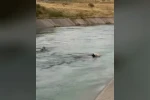 İneği kurtarmak için su kanalına atladı