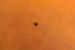 İnegöl’de kene alarmı