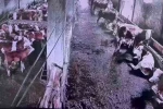 İnsanların hissetmediği depremi inekler hissetti