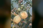 İpsala’da dolu yağışı 500 dekarlık ceviz bahçesinde hasar oluşturdu