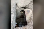 İskenderun’da rögar borusuna düşen yavru kediler kurtarıldı