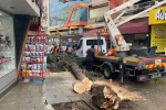 Isparta’da fırtına ağacı kökünden söktü 