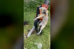 Isparta’da foseptik çukuruna düşen yavru köpek ve kaplumbağa kurtarıldı