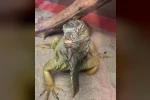 İstanbul’da bir evden tarantula, yılan, akrep, iguana, Afrika dev salyangozları çıktı