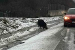 İstanbul’da yaban domuzu yol kenarına indi 