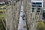 İstanbul’un tarihi çınarlarına budama, tartışma başlattı