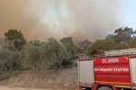 İtfaiye erleri alevlerin arasında kalan kaplumbağayı böyle kurtardı