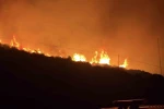 İzmir’de makilik alanda yangın