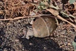 İznik Gölü kıyısında el bombası paniği 