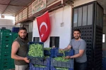 İznik’te Nazende fasulyesinde ilk hasat başladı, üretici fiyatlardan memnun