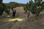 Jandarma incir hırsızlarına geçit vermiyor