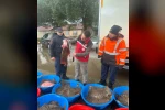 Kaçak avcılık operasyonunda 500 kalkan balığına el konuldu
