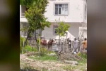 Kaçan kurbanlık iğne vurularak yakalandı