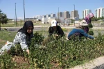 Kadın emeğiyle yetişen tıbbi ve aromatik bitkilerin ilk hasadı yapıldı 