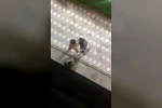Kadınların saç başa birbirine girdiği kavgası kameraya yansıdı