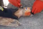 Kafası plastik kavanoza sıkışan kediyi itfaiye kurtardı