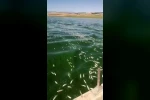 Kahramanmaraş’ta balık ölümleri