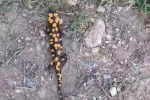 Kahramanmaraş’ta benekli semender görüntülendi