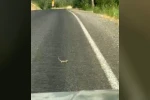 Kahramanmaraş’ta bukalemuna yol veren sürücü güldürdü 
