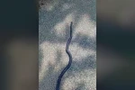 Kahramanmaraş’ta kara yılan görüntüledi 