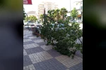 Kahta’da şiddetli rüzgar ağacı devirdi
