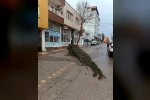Kahta’da şiddetli rüzgar çam ağacını devirdi