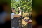 Kahverengi kokarcaya karşı samuray arısı doğaya salındı