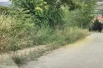 Kaldırımları otlar kaplayınca vatandaşların yılan korkusu başladı