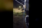 Kamp alanına giren hırsız tilki kameraya yakalandı