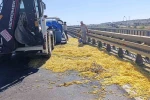 Kamyonet bariyerlere çarptı, kilolarca patates yola saçıldı