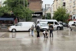 Kamyonetin arka kapağı açılınca karpuzlar yola saçıldı