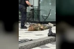 Kanada’da silahlı saldırı: 1’i polis 2 kişi öldü, saldırgan etkisiz hale getirildi