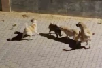 Kangalın saldırdığı yaban domuzunu sürüsü kurtardı