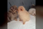 Kapıkule’de kaçak yollarla yurda sokulmak istenen 5 yavru köpek ele geçirildi