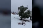 Kar ağırlığına dayanamayan ağaçlar zarar gördü