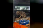 Kar nedeniyle aç kalan kurt, köpek barınağına sığındı