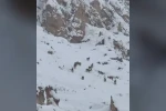 Kar üzerinde otlanan dağ keçileri sürü halinde görüntülendi
