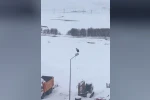 Kar ve soğuğa rağmen elektrik direğinde ayakta duran Leylek dikkat çekti