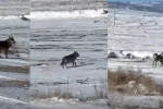 Kar yağdı, kurtlar şehre yaklaştı