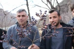 Kara hurmayı Şubat ayında dalından yiyorlar
